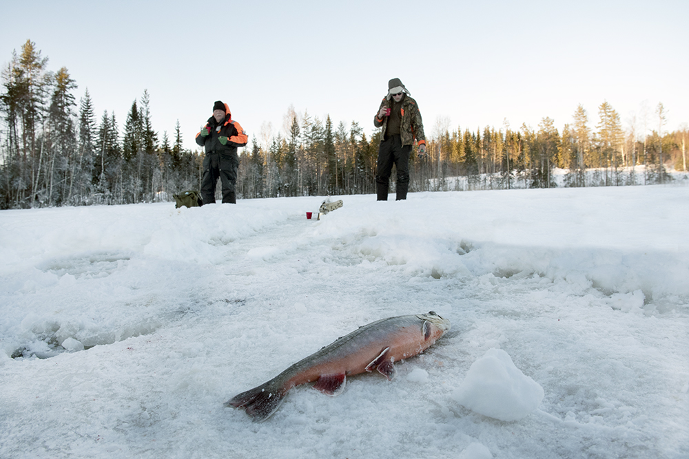 Två pimpelfiskande män står på isen och dricker kafffe. Framför dem nära kameran ligger en fin röd fisk, en röding. 